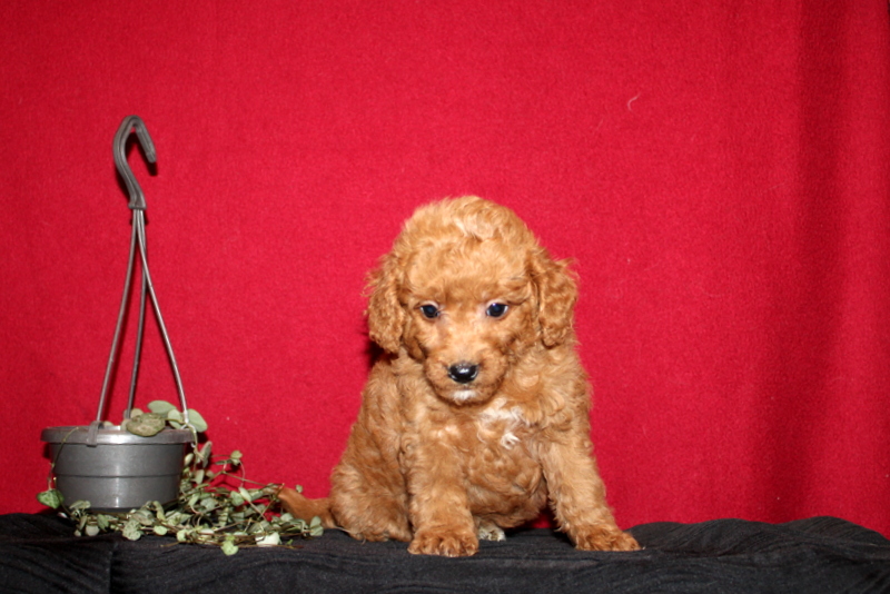 puppy, for, sale, Mini GoldenDoodle F2BB, Matthew B. Stoltzfus, dog, breeder, Gap, PA, dog-breeder, puppy-for-sale, forsale, nearby, find, puppyfind, locator, puppylocator, aca